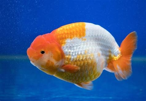 ranchu fish|Ranchu Goldfish: Info, Pictures, Care Guide, Varieties & Lifespan.